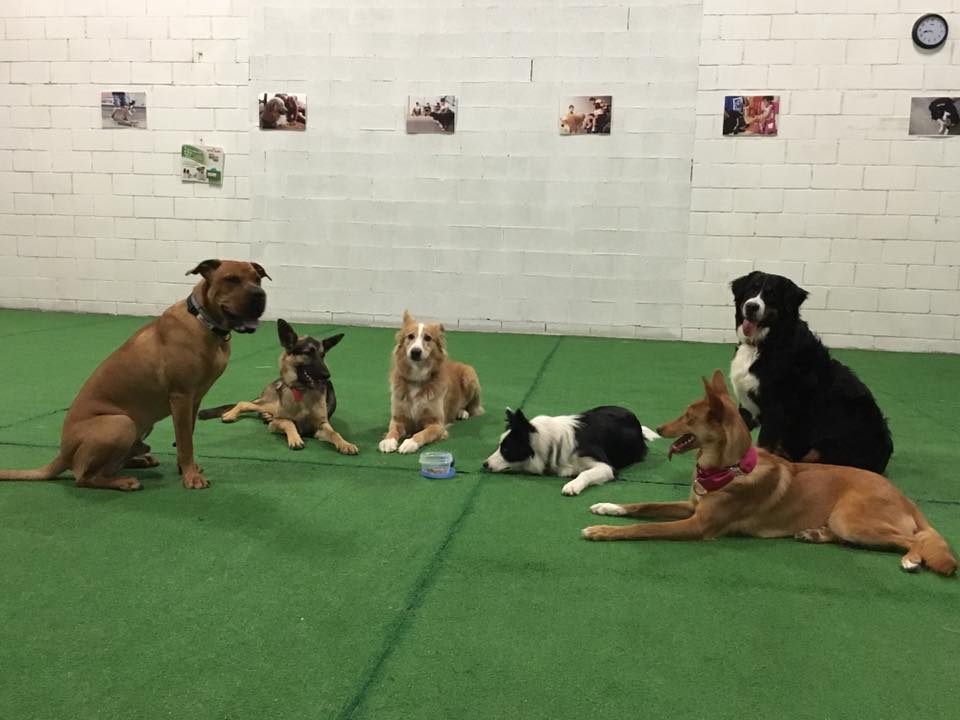 clases para perros en alicante