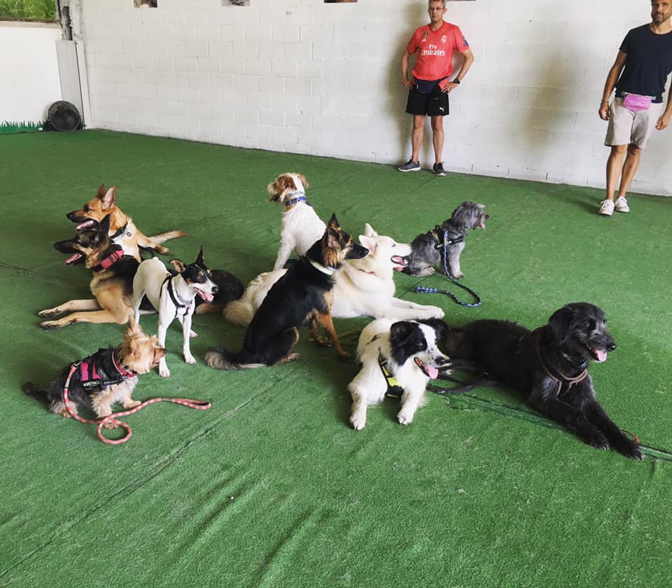 Clases adiestramiento canino grupal en Alicante